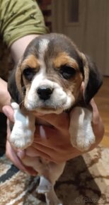 Beagle - 7