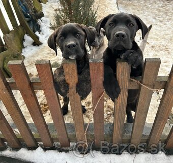 Cane Corso - 7