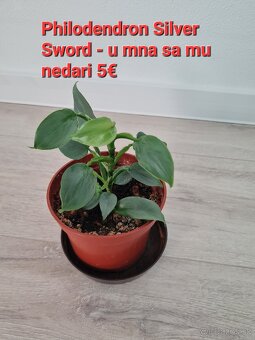 Čili (chilli) sadenice lacno - kajanske , mexicka hviezda - 7