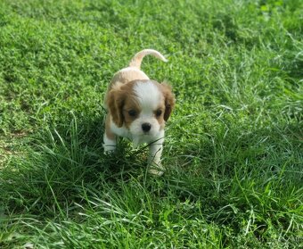 Cavalier king charles spaniel - 7