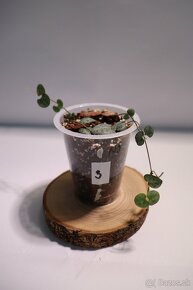 Izbové rastliny - 7