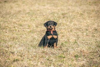 Beauceron s PP - 7