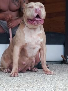 American bully xl - 7