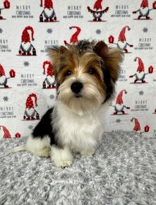 Yorkshirsky terier - Biewer - Yorkshire terrier - Jorkšír - 7