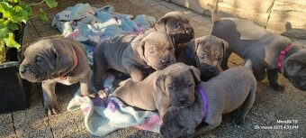 Šteniatka Cane Corso - 7