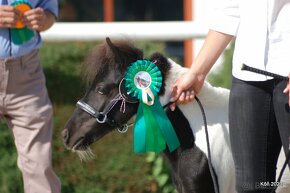 Minihorse na predaj - Showmer Quido - 7