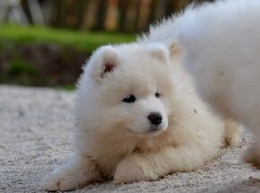 Samojed s PP LA TORRE ROJA - 7