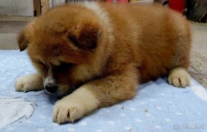 Akita inu - 7