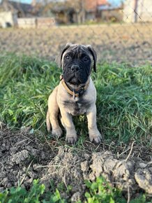 Šteniatka Bullmastiff, Bulmastif (2 sučky) - 7