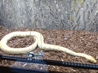 PREDÁM PYTHON MOLURUS BIVITTATUS ALBINO CARAMEL - 7