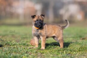 Malinois - Tomanland Kennel - 7