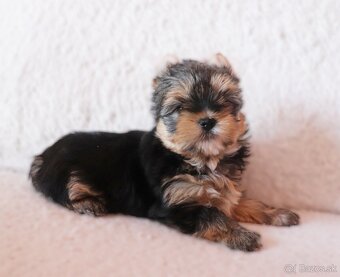 Yorkshire terrier fenky - 7