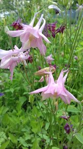 Orlíček obyčajný –Aquilegia vulgaris-prázdnokvetý a plnokvet - 7