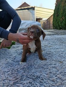 J&K bullys "ponúkame na predaj American bully XL - 7