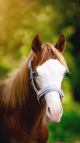 Dvouletá splash Quarter Horse klisna, nominována na Futurity - 7