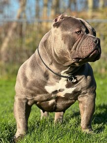 American Bully Pocket - 7