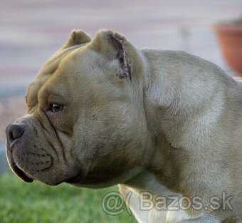 American Bully Micro Fenka - 7