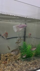 Ruby,akvarium,filtre,prevzdušňovanie,dekoracie - 7