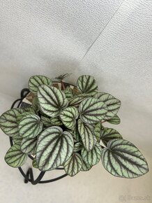 Peperomia Mystique - 7