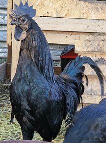 Kuriatka Ayam Cemani - 7