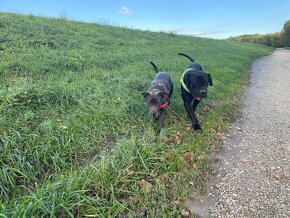 Predam/eladó steniatka Cane Corso - 7