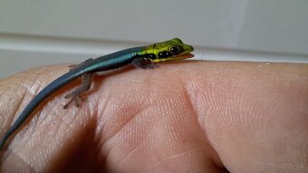 Phelsuma klemmeri - 7