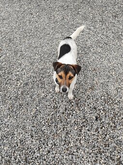 Jack Russel - 7