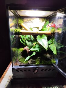 Terarium Exo terra - 7