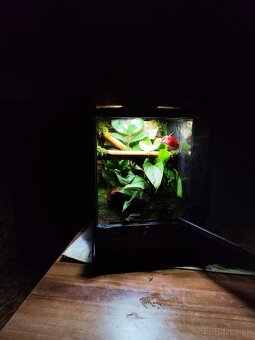 Terarium Exo terra - 7