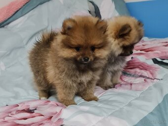 Pomeranian - 7