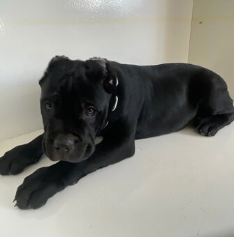 Šteniatko Cane Corso – úplne čierny psík - 7