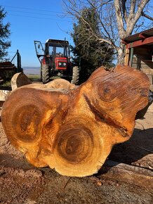 110cm priečne rezy kmeňom brest Brestove Koláče - 7