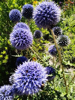 Echinops bannaticus "Blue Glow" - Ježibaba modrá - 7