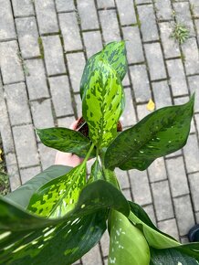 Dieffenbachia Crocodile - 7