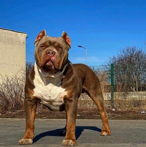 American bully xl, pitbull xxl - 7