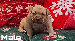 American Bully Pocket - 7