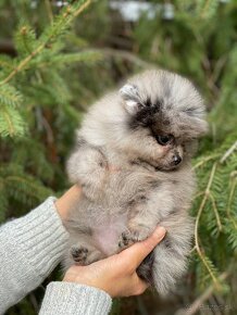 Pomeranian Merle fenečka PP UCI - 7