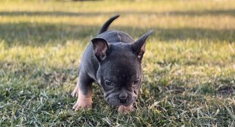 American Bully micro - 7