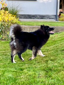 Eurasier / Eurazier s PP / sučka - 7