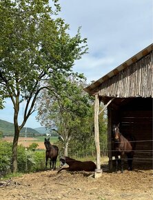 Ranč pod Hájnicou ponúka ustajnenie - 7