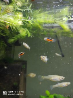 Platy, endlerky,prisavniky - 7