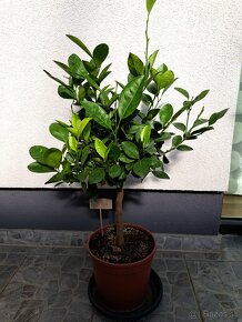 Calamondin mandarínkovník - 7