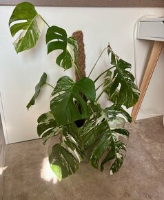 Monstera albo - rastlina 85-90cm - 7