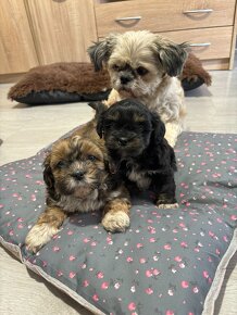 Shih-Tzu šteňiatka (shi tzu, si-tzu, shitzu, si-cu) - 7