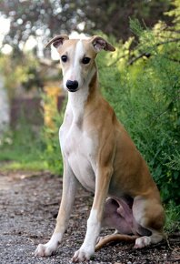 Vipet / Whippet - 7