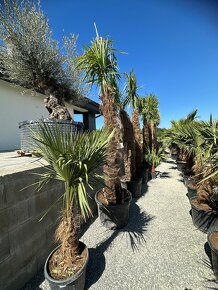 Palma WASHINGTONIA ROBUSTA,TRACHYCARPUS FORTUNEI - 7