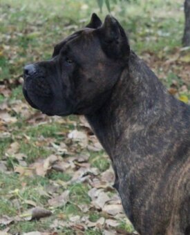 Cane corso PP  šteniatka odber aktuálny - 7