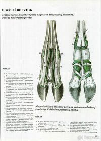 Atlas topografickej anatómie hospodárskych zvierat - Popesko - 7