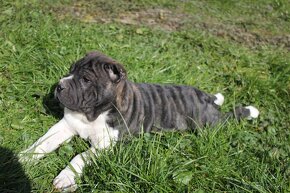 Shar pei - 7