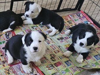 Prodám štěňata Welsh Corgi Cardigan s PP - 7